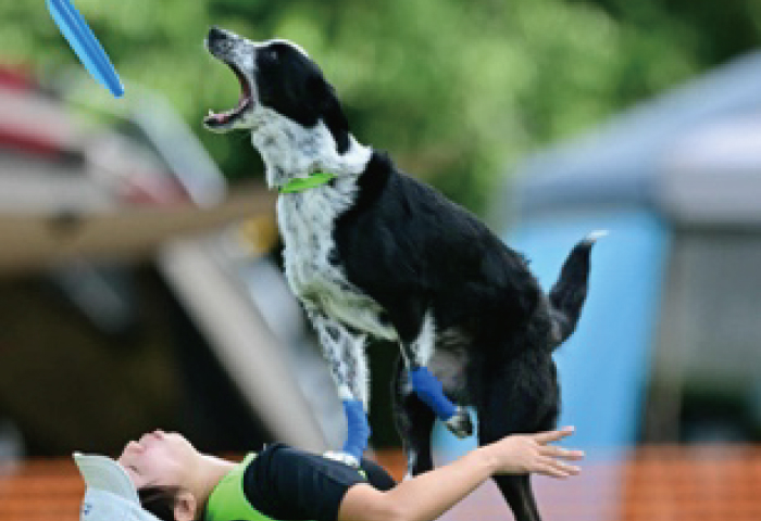 ドッグスポーツデモンストレーション